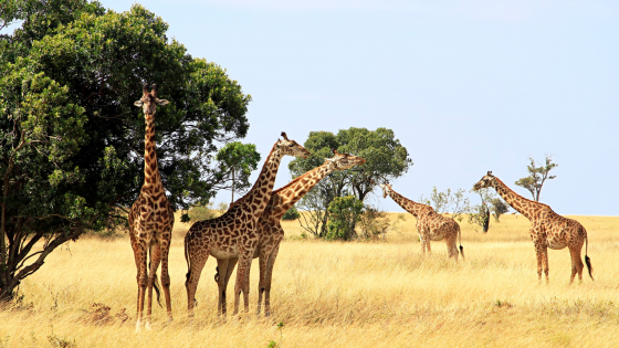 KENIA Y TANZANIA CON ZANZIBAR